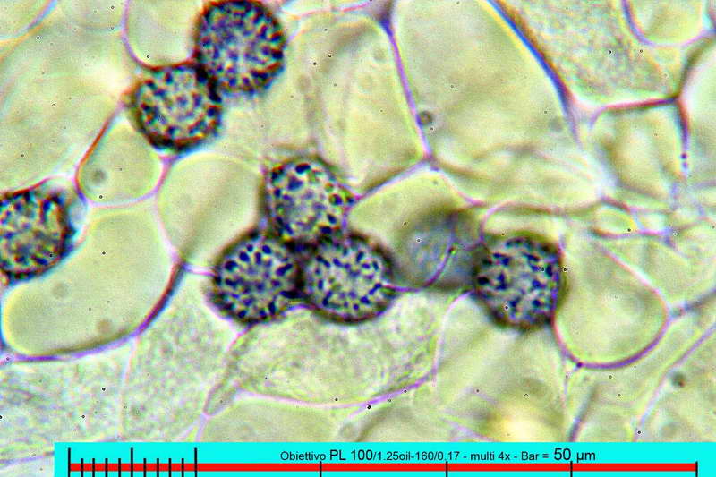 chloroides_var_parvispora_2871_04.jpg