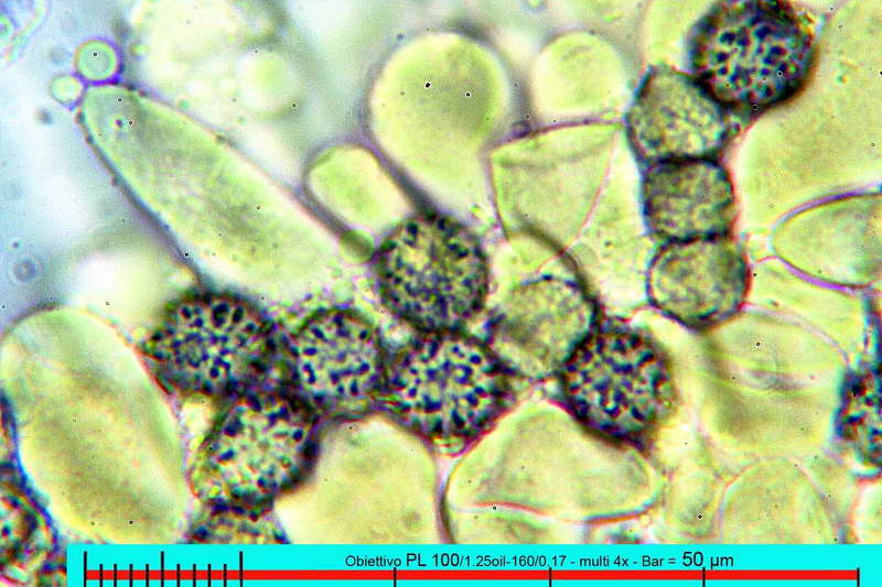 chloroides_var_parvispora_2871_05.jpg