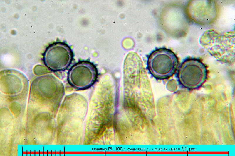 chloroides_var_parvispora_2871_06.jpg