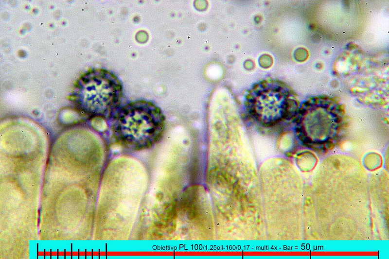 chloroides_var_parvispora_2871_07.jpg