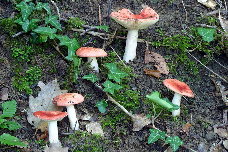 russula_persicina_2782_01.jpg