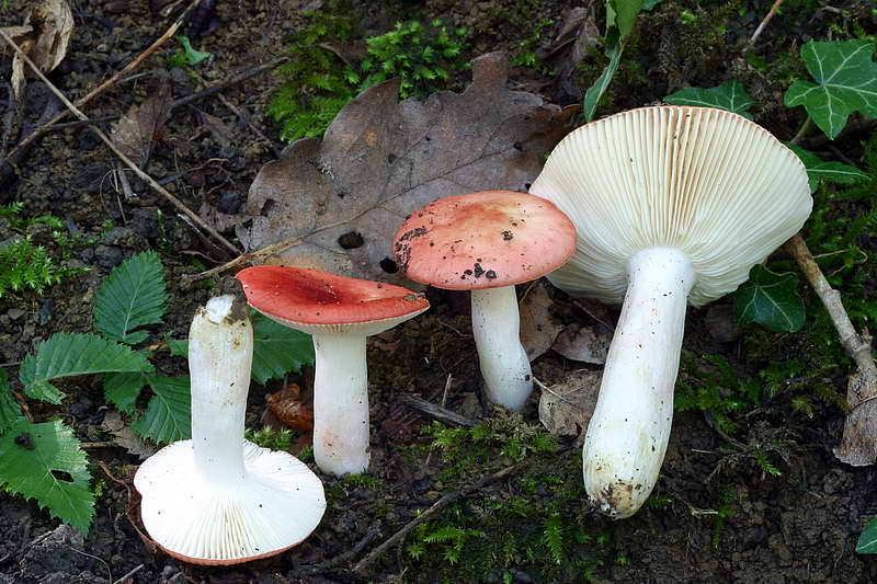 russula_persicina_2782_02.jpg