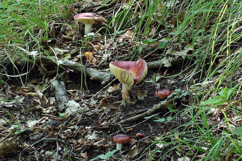 russula_alutacea_2872_01.jpg