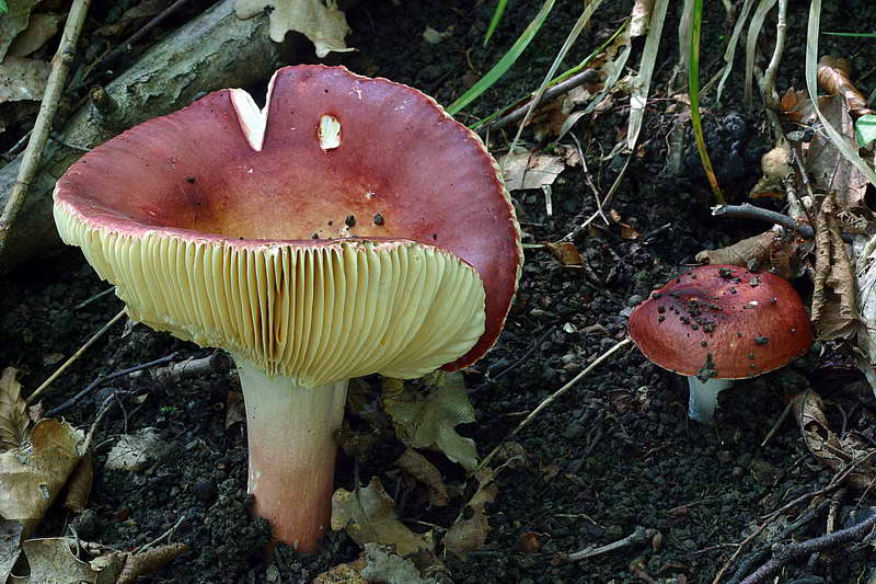 russula_alutacea_2872_02.jpg