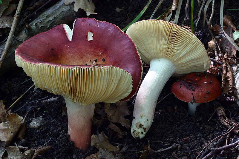 russula_alutacea_2872_03.jpg