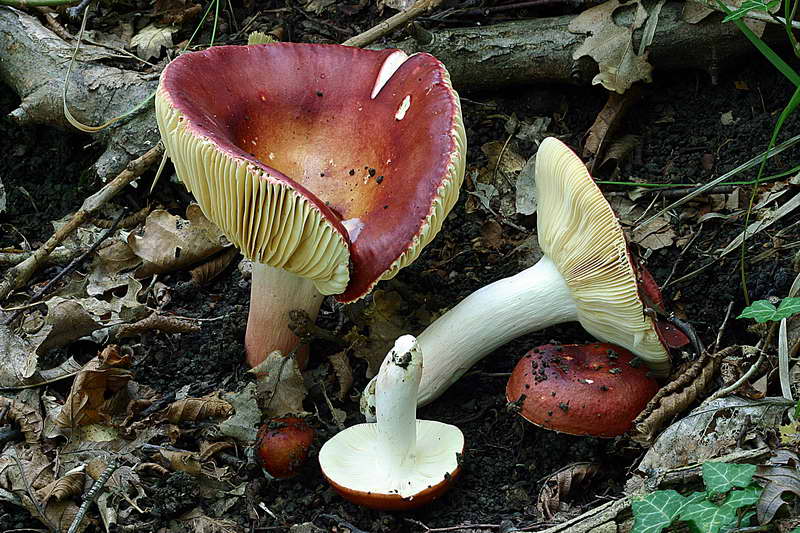 russula_alutacea_2872_04.jpg