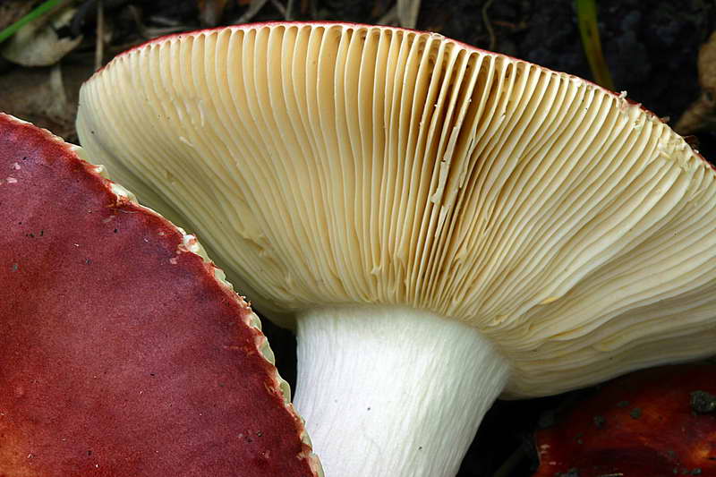 russula_alutacea_2872_05.jpg