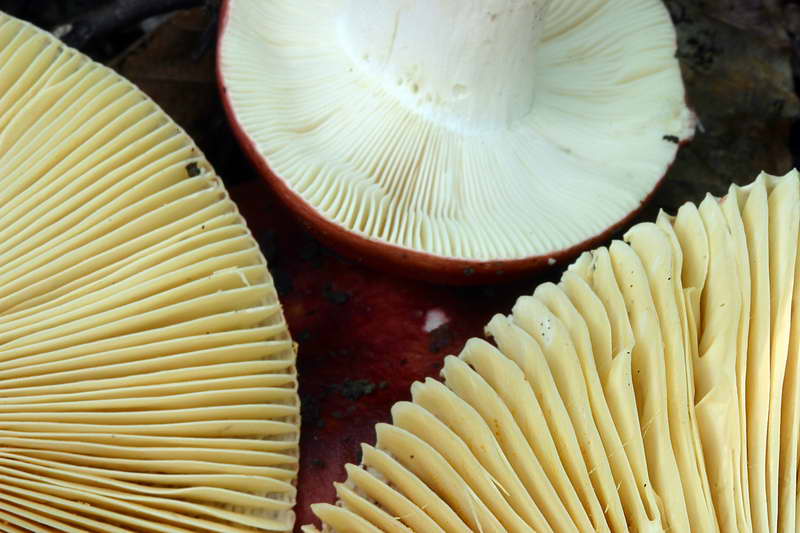 russula_alutacea_2872_06.jpg