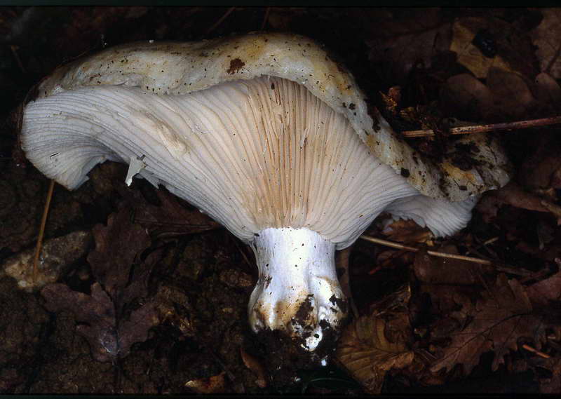 russula_delica_2870_01.jpg