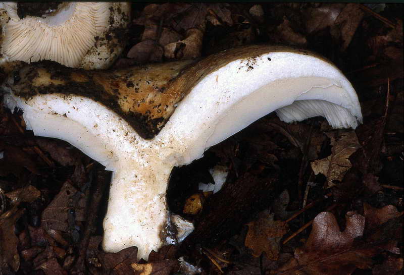 russula_delica_2870_02.jpg