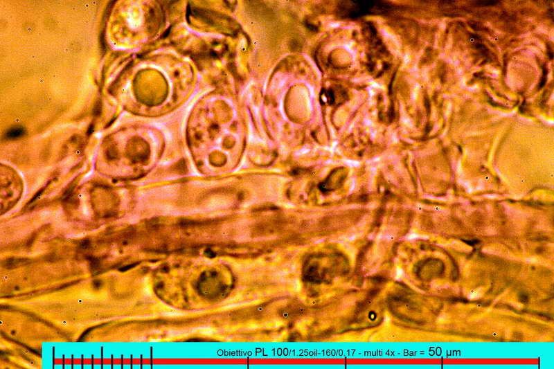 omphalina_rivulicola_2876_05.jpg