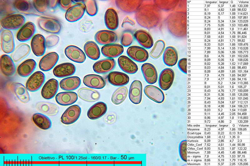 psathyrella_clivensis_2881_11.jpg