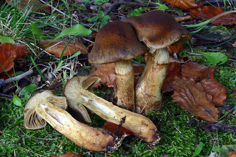 cortinarius_cotoneus_2889_02.jpg