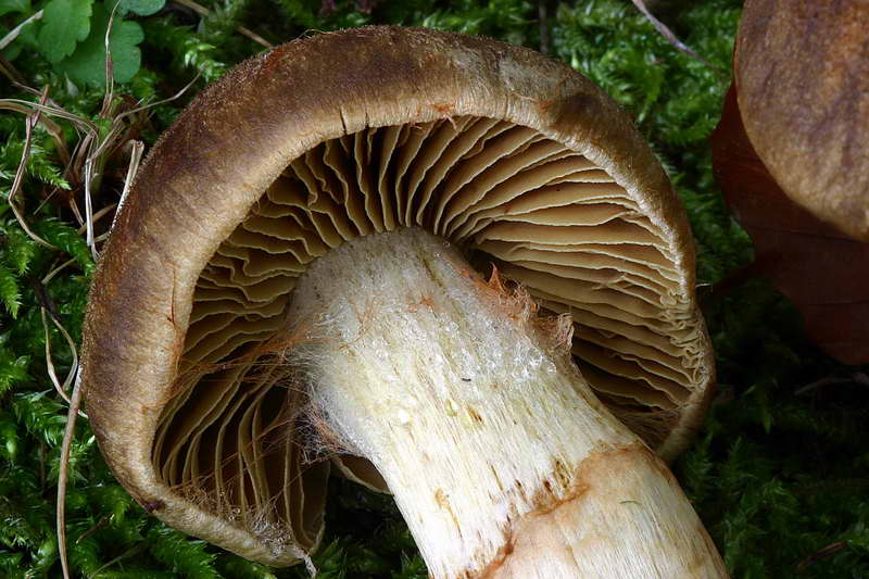 cortinarius_cotoneus_2889_03.jpg