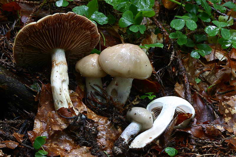 cortinarius_epipoleus_2892_02.jpg