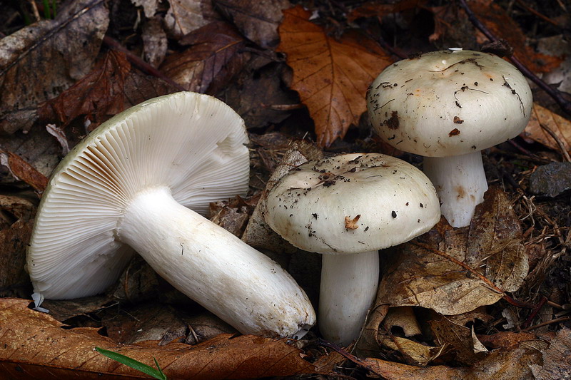 Russula_cfr_aeruginea.jpg