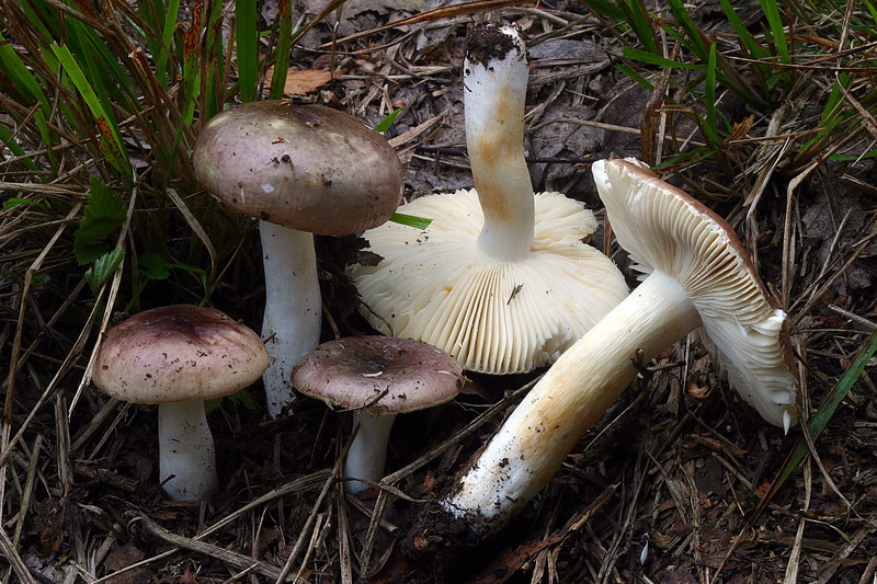 russula_cfr_puellaris_01.jpg