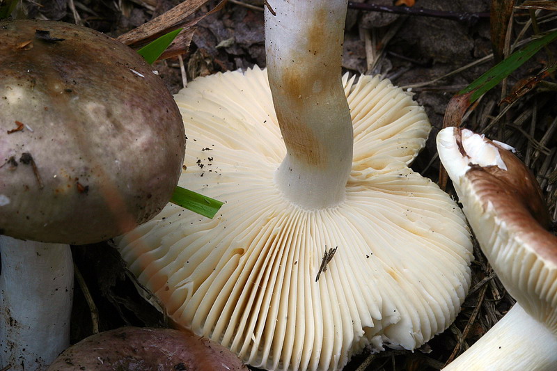 russula_cfr_puellaris_03.jpg