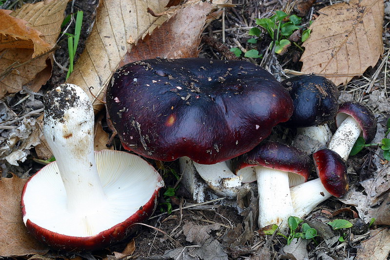 russula_atropurpurea_01.jpg