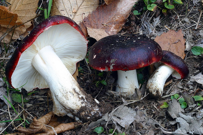 russula_atropurpurea_03.jpg