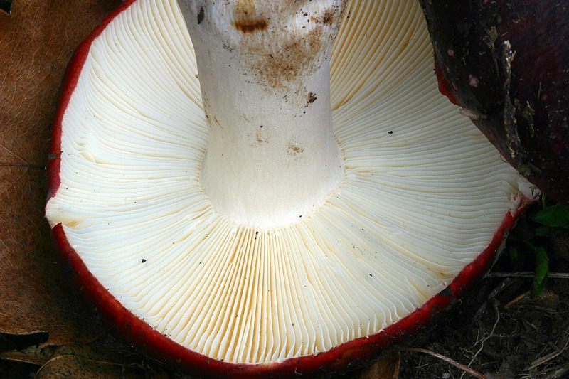 russula_atropurpurea_04.jpg