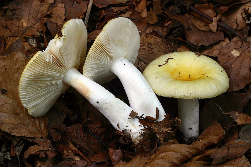 russula_cfr_solaris_01.jpg