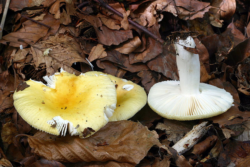 russula_cfr_solaris_02.jpg