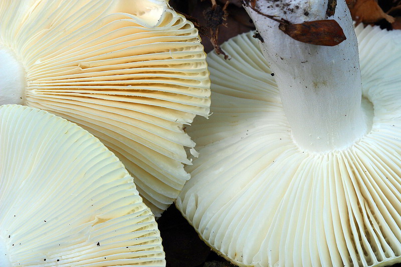 russula_cfr_solaris_03.jpg