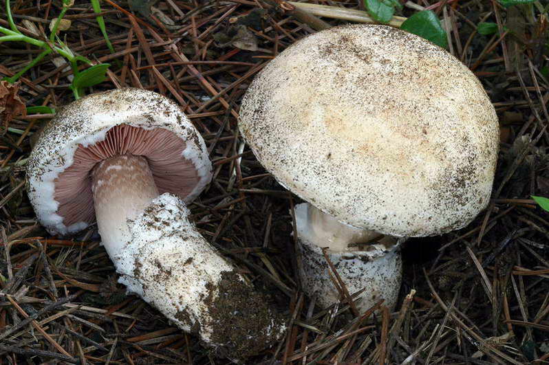 agaricus_gennadii_2943_02.jpg