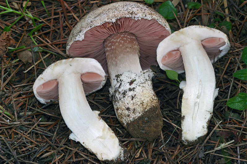 agaricus_gennadii_2943_03.jpg