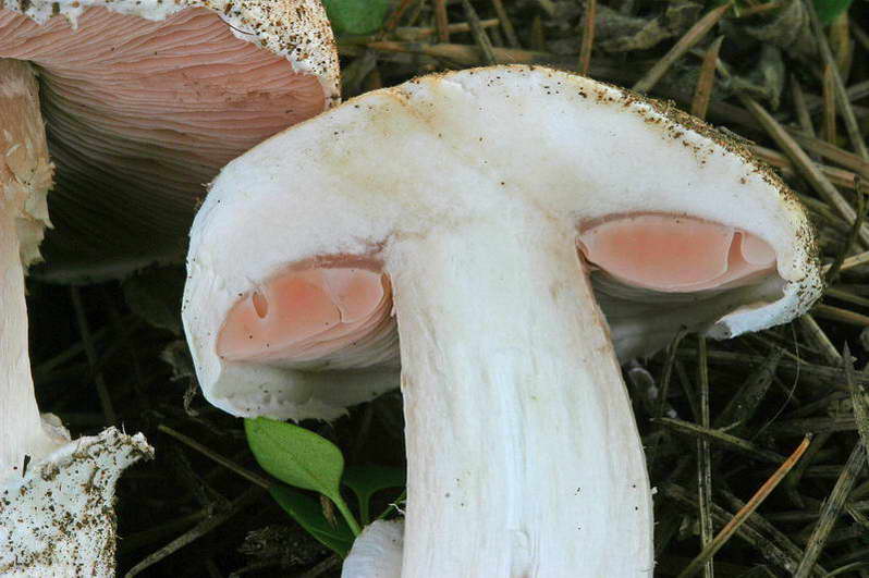 agaricus_gennadii_2943_06.jpg