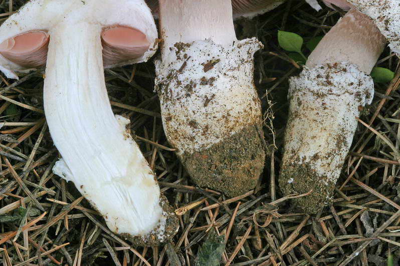 agaricus_gennadii_2943_08.jpg