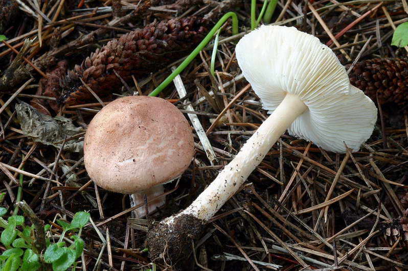 lepiota_subincarnata_2943_02.jpg