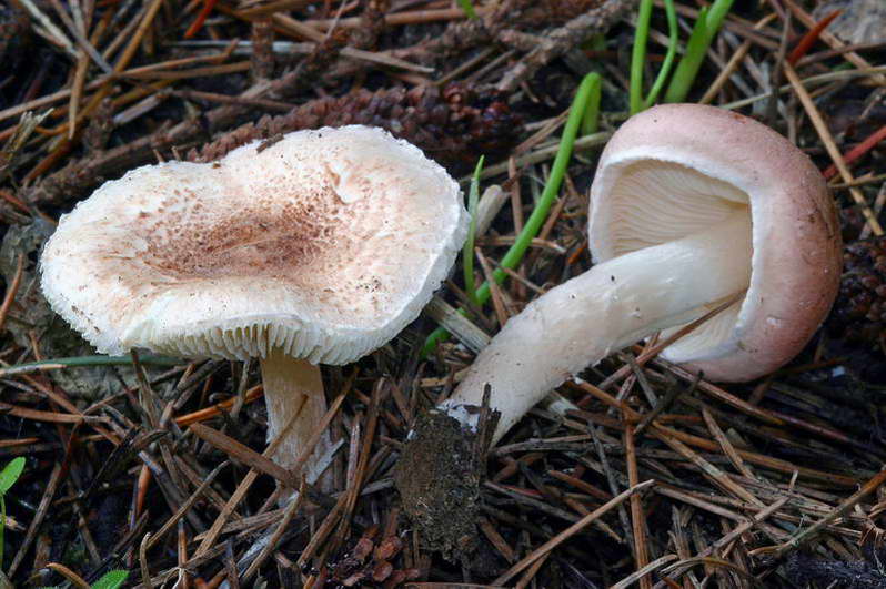 lepiota_subincarnata_2943_04.jpg