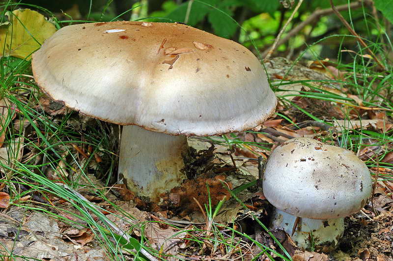 cortinarius_largus_2946_01.jpg