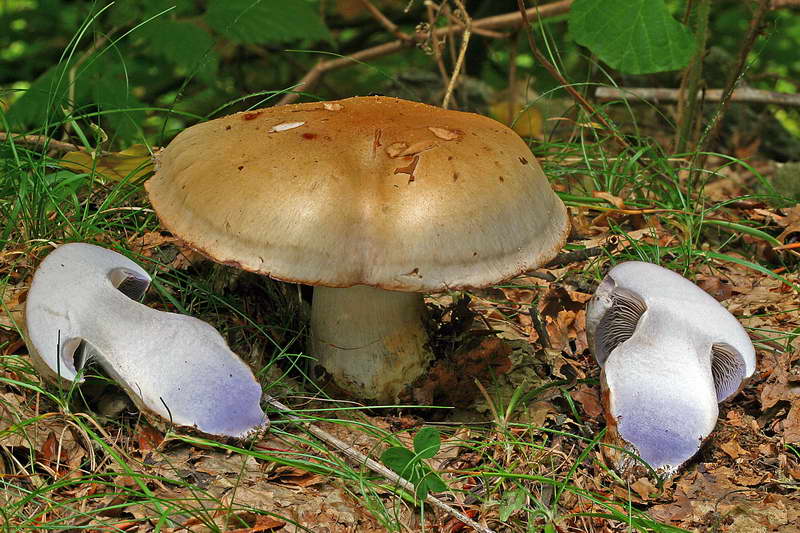 cortinarius_largus_2946_02.jpg