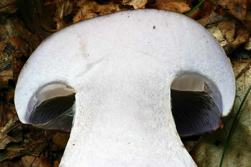 cortinarius_largus_2946_04.jpg