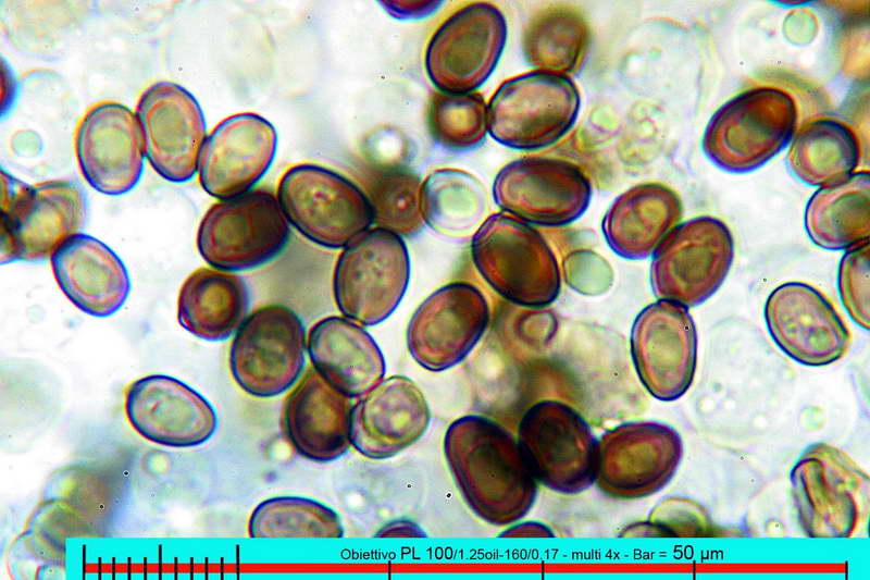 agaricus_spissicaulis_2990_14_ridimensionare.jpg