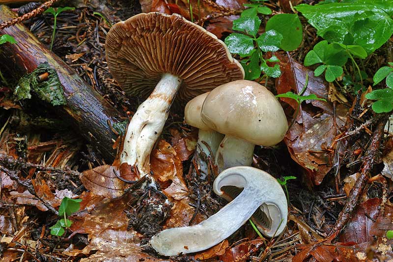 cortinarius_emunctus_2892_2.jpg