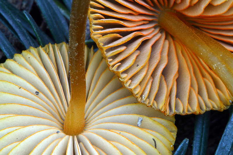 mycena_aurantiomarginata_2919_16.jpg