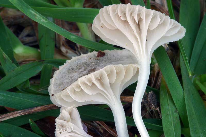 hemimycena_sordida_3017_04.jpg