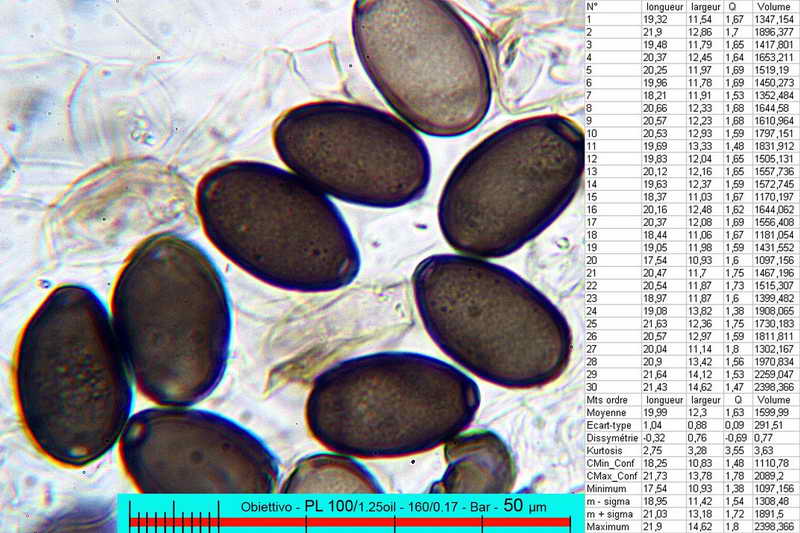 coprinus_sterquilinus_3067_14.jpg