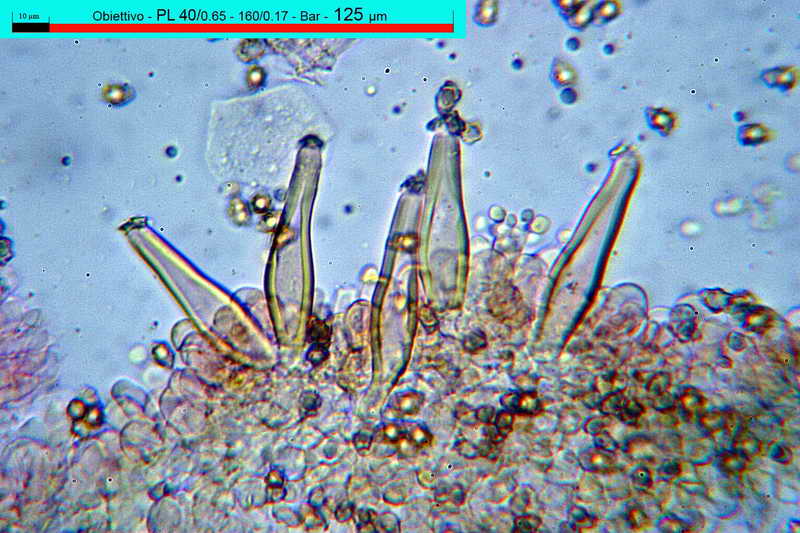 petiginosa_03.jpg