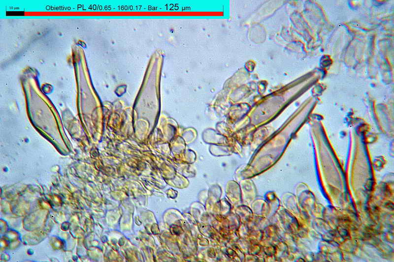 petiginosa_04.jpg