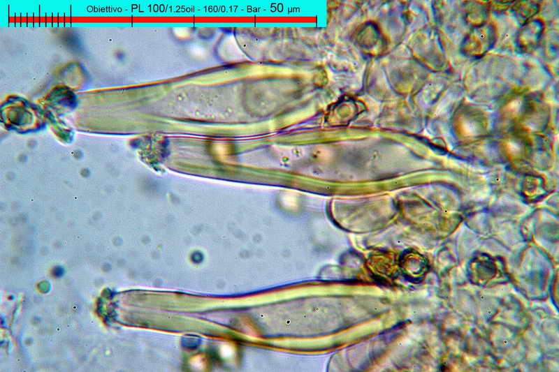 petiginosa_07.jpg