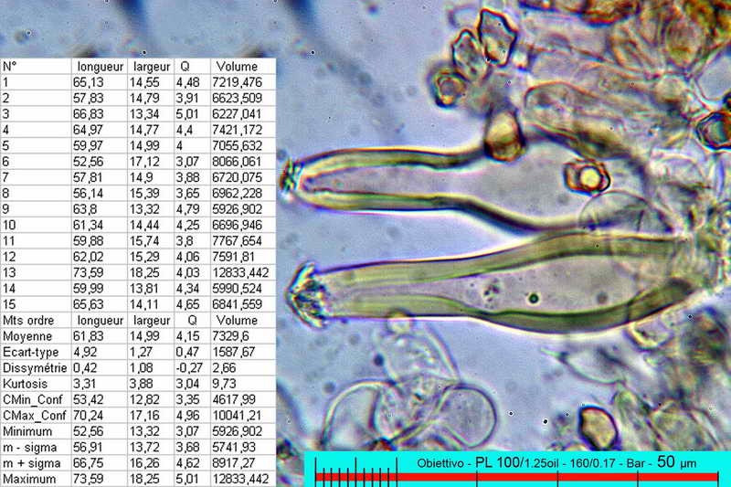 petiginosa_08.jpg