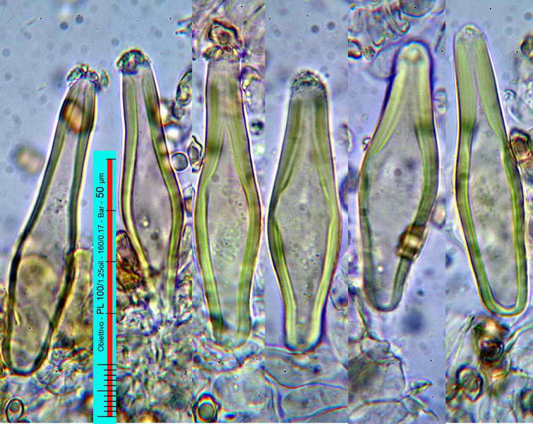 petiginosa_09.jpg