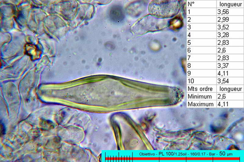 petiginosa_11.jpg