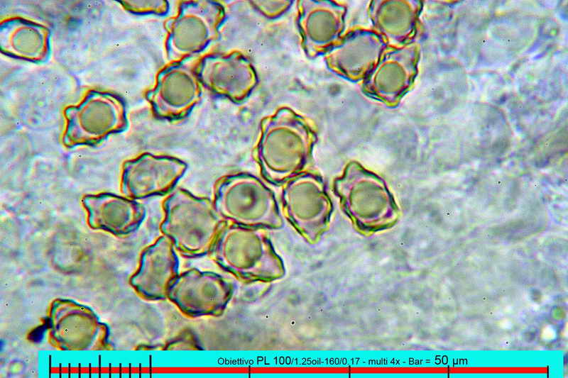 petiginosa_12.jpg