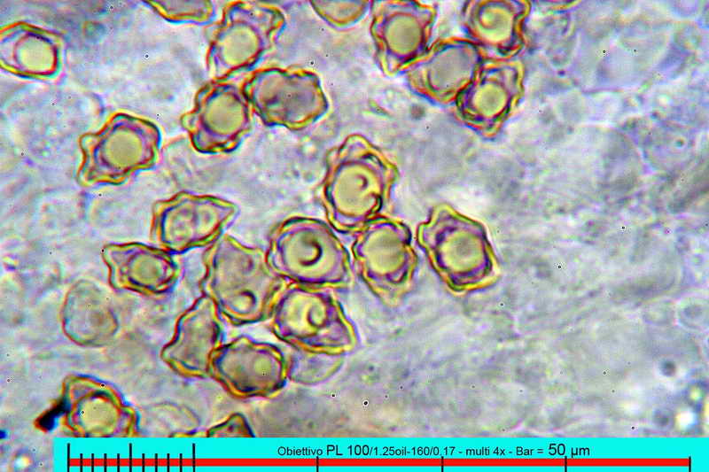 petiginosa_13.jpg